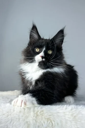 Black maine coon kittens for sale​