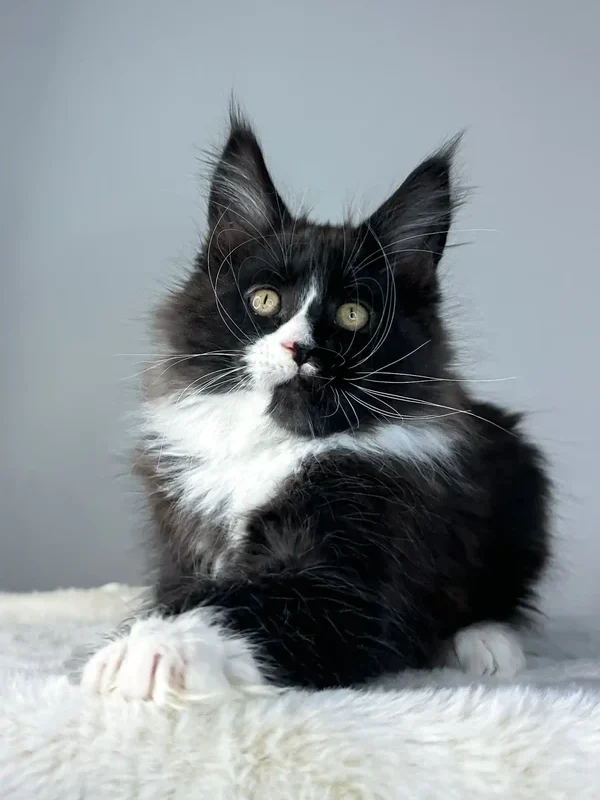 Black maine coon kittens for sale​