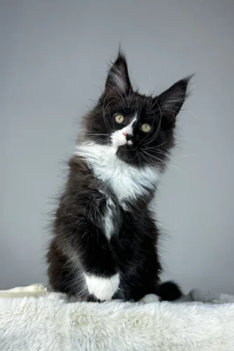 Black maine coon kittens for sale​