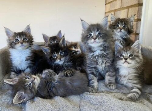 Maine Coon Cat Price​