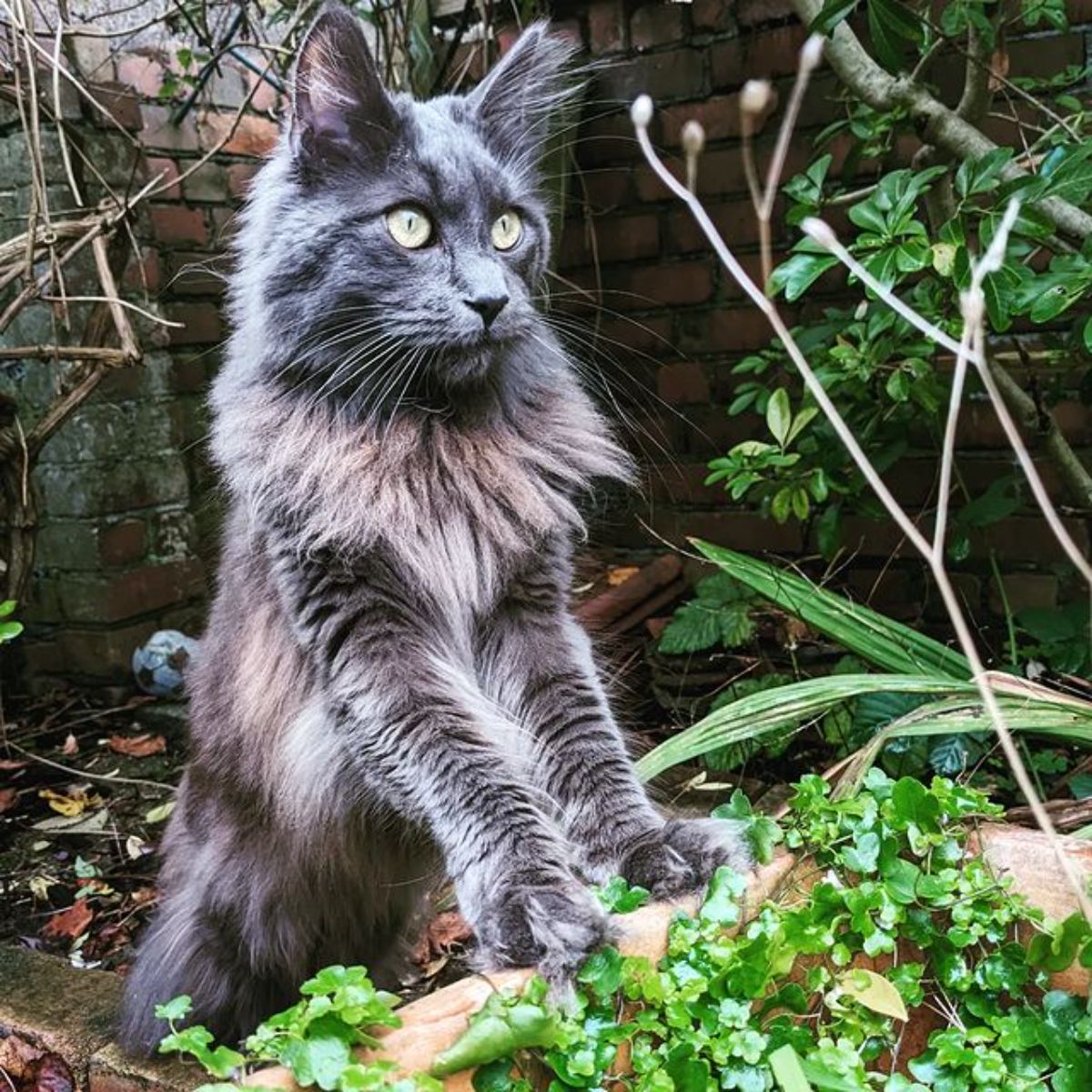 Blue Smoke Maine Coon