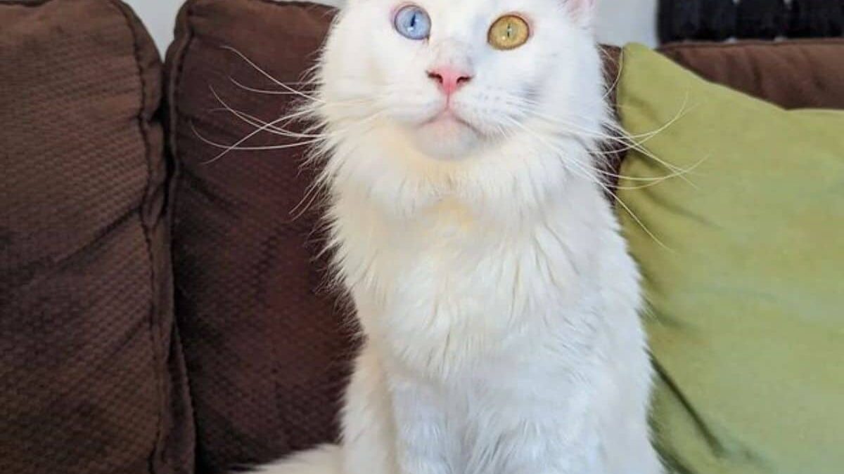 White Maine Coon Cat​