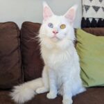 White Maine Coon Cat