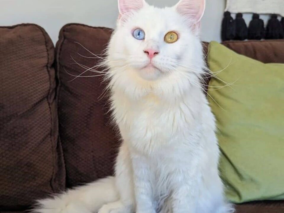 White Maine Coon Cat​