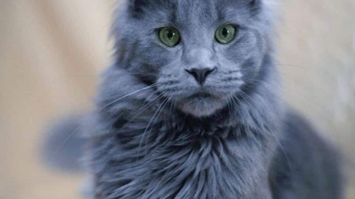Blue Smoke Maine Coon​