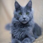 Blue Smoke Maine Coon