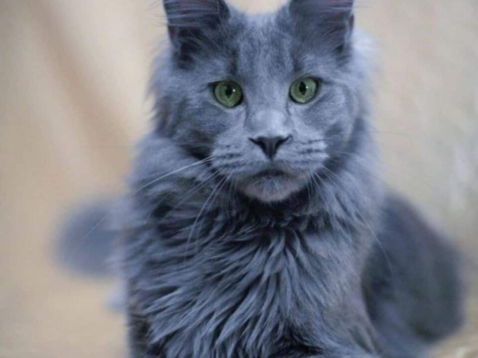 Blue Smoke Maine Coon​