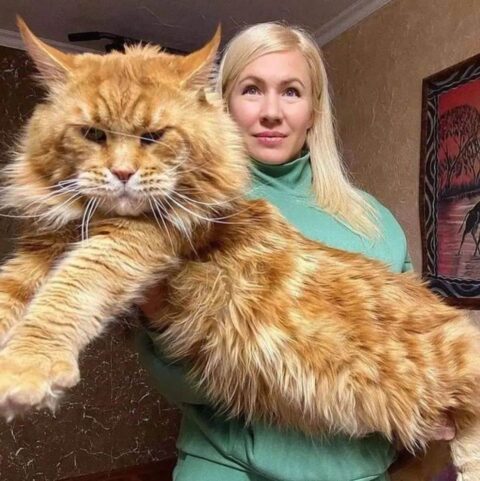Orange Maine Coon Cat