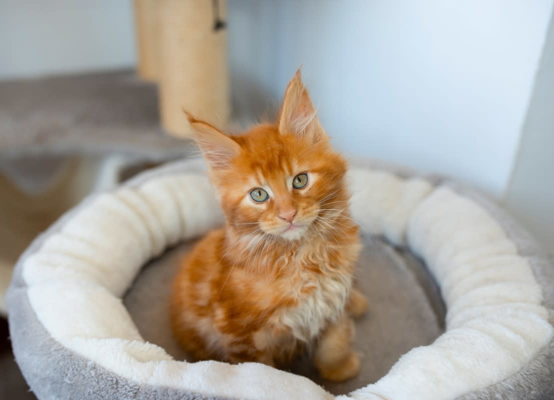 Orange Maine Coon Cat