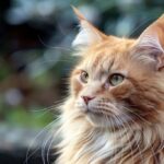 Maine Coon Cat Price