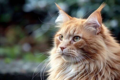 Maine Coon Cat Price​