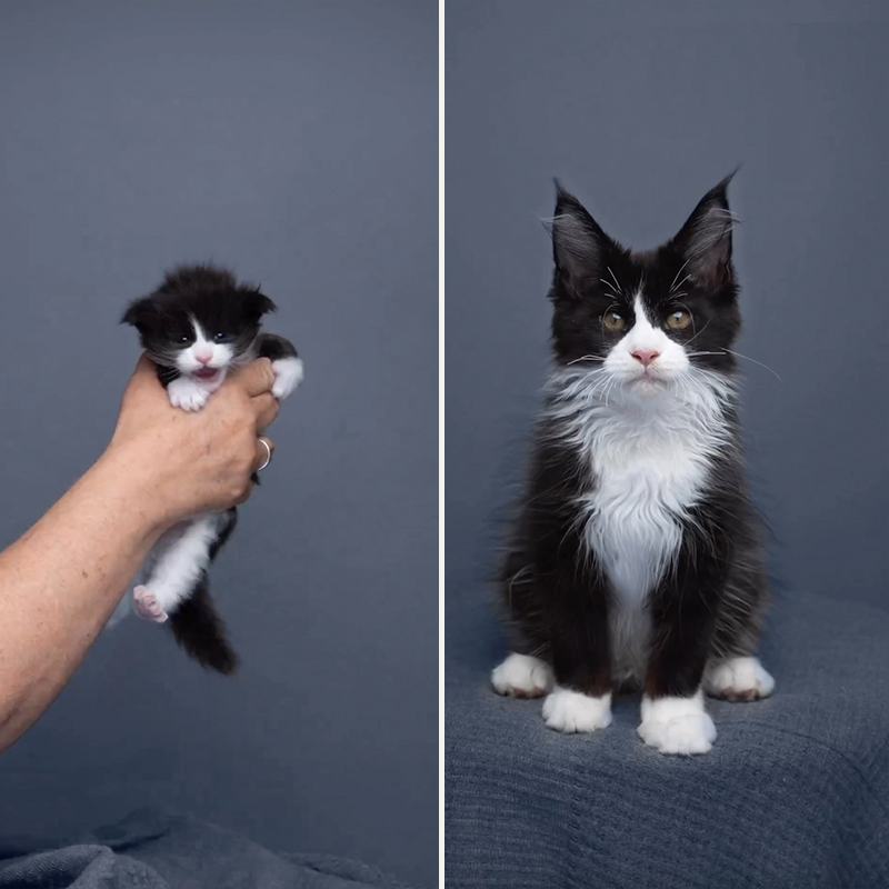 Maine Coon Tuxedo Cat