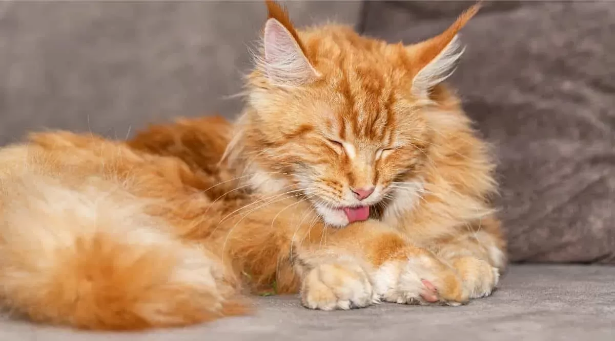 Do Maine Coon Cats Shed