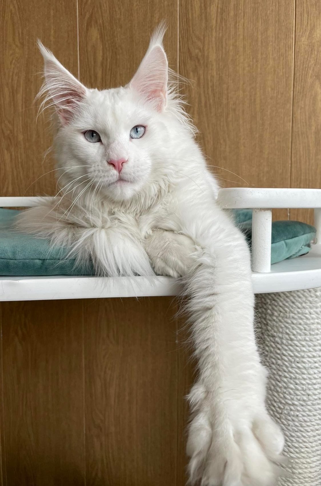 White Maine Coon Cat