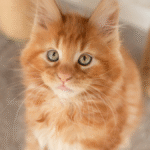 Orange Maine Coon Cat