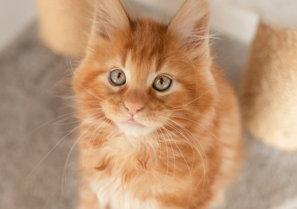 Orange Maine Coon Cat​