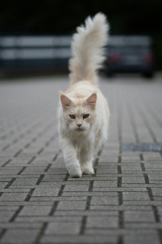 maine coon for sale​