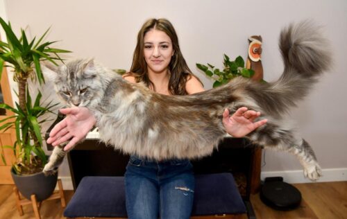 How Big do Maine Coon Cats Get​