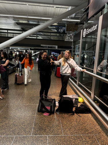 Cat Delivery Service