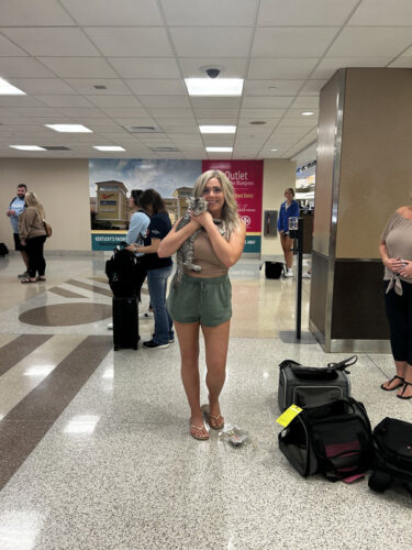 Cat Delivery Service