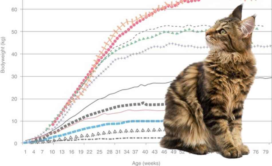 maine coon cat size chart