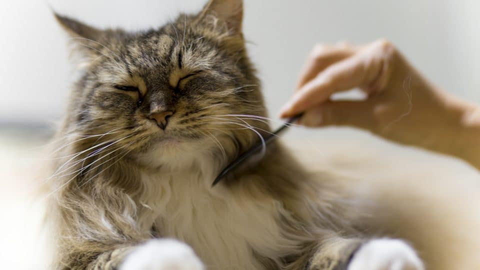 Do Maine Coon Cats Shed