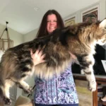 How Big do Maine Coon Cats Get