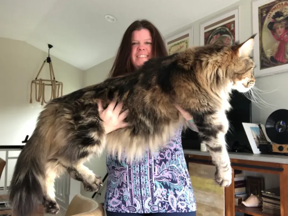 How Big do Maine Coon Cats Get​