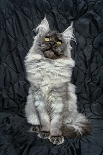 Maine coon kittens for sale texas