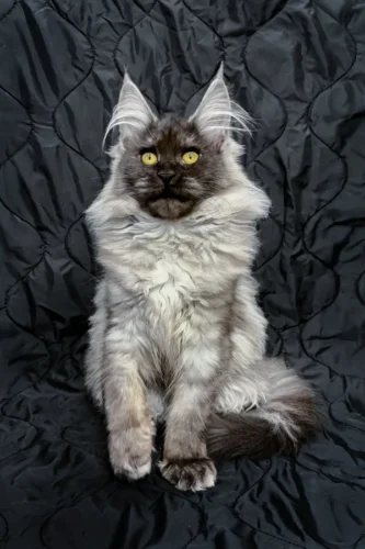 Maine coon kittens for sale texas