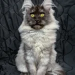 Maine coon kittens for sale texas