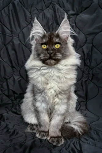 Maine coon kittens for sale texas