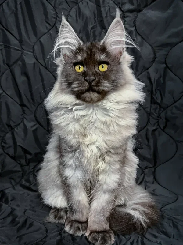 Maine coon kittens for sale texas