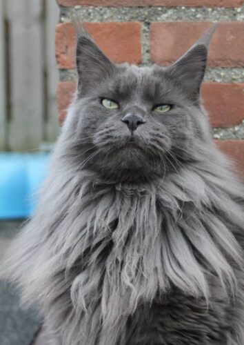 Blue Smoke Maine Coon​