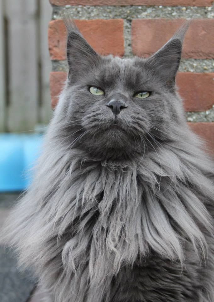 Blue Smoke Maine Coon
