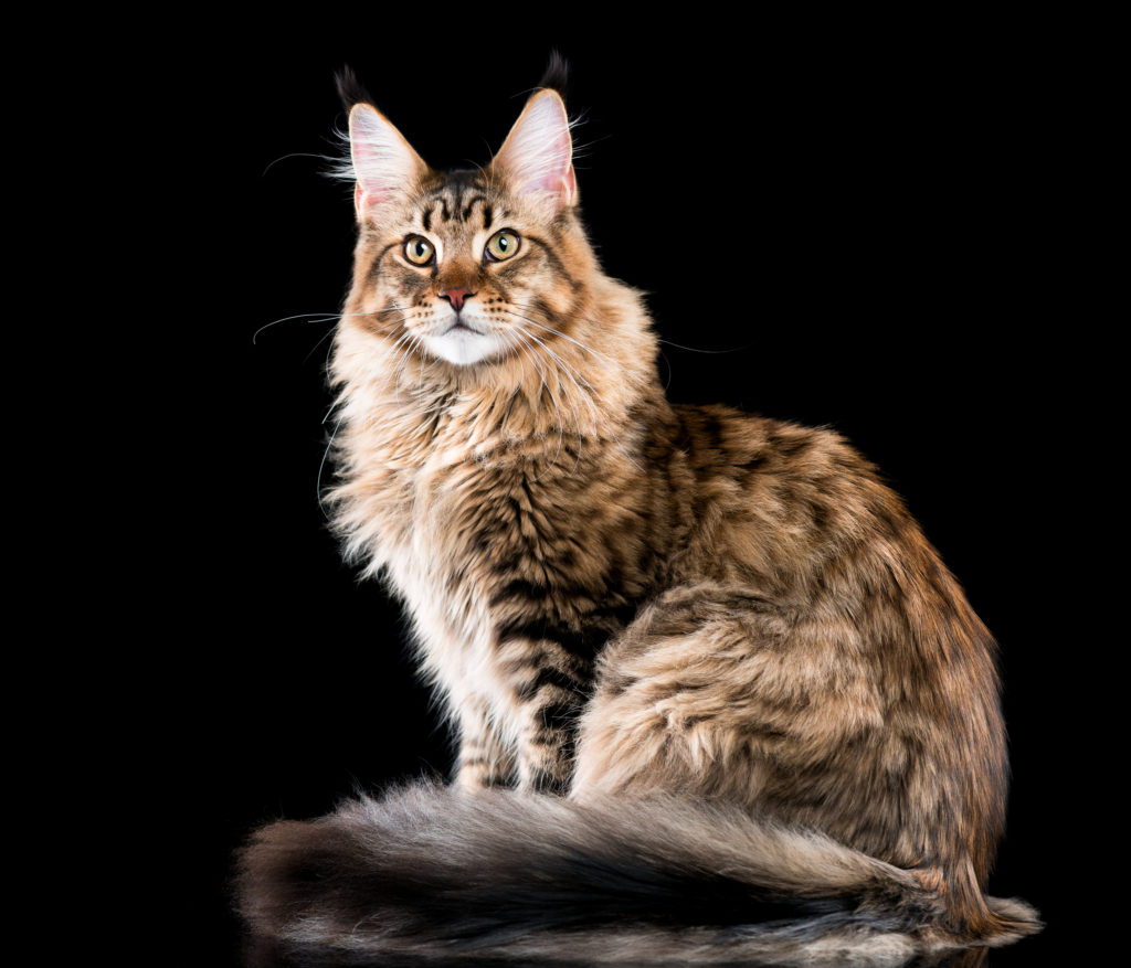 Maine Coon Cat Price