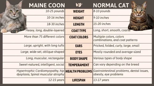 maine coon cat size chart​