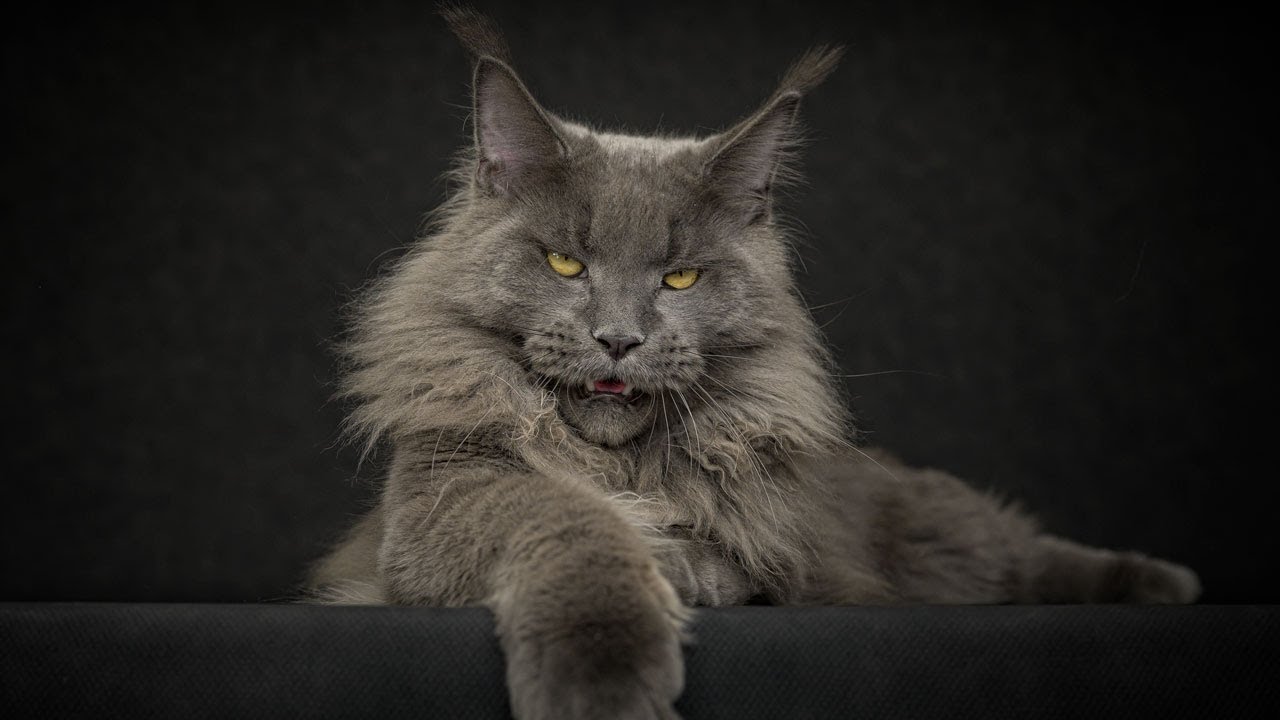 maine coon cats for sale