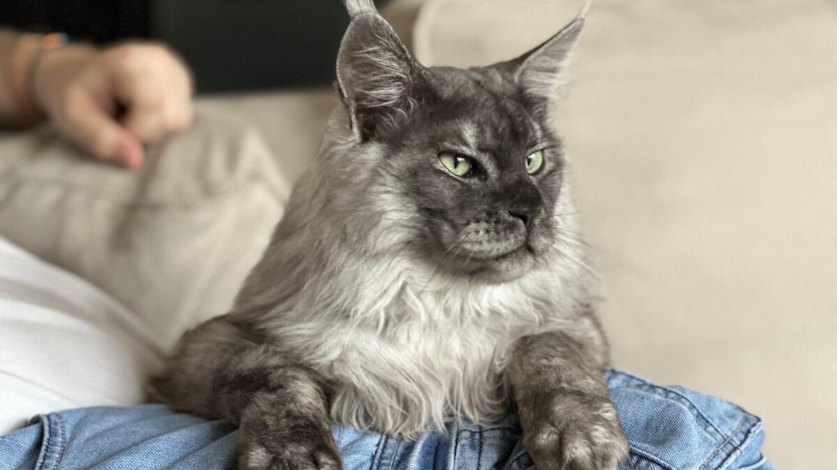 Do Maine Coon Cats Shed
