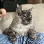 Do Maine Coon Cats Shed