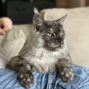 Orange Maine Coon Cat