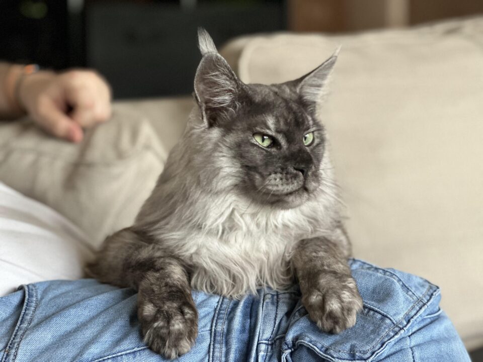 Do Maine Coon Cats Shed