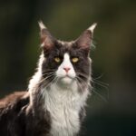 Maine Coon Tuxedo Cat