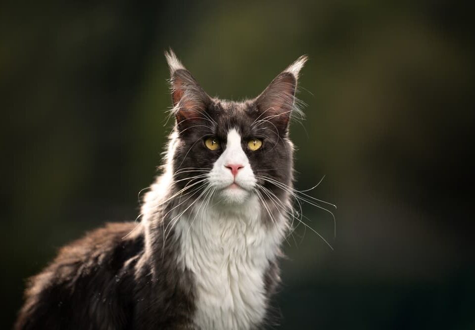 Maine Coon Tuxedo Cat​