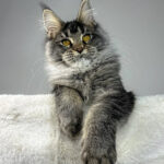maine coon cats price