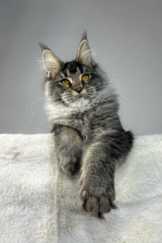 maine coon cats price