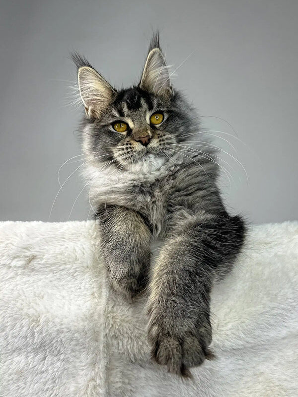 maine coon cats price