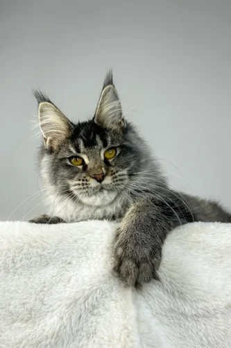 maine coon cats price