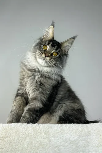 maine coon cats price