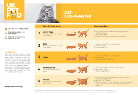 Maine Coon Cat Size Chart | A Complete Breakdown